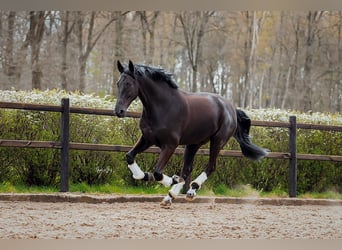 Belgijski koń gorącokrwisty, Wałach, 10 lat, 180 cm, Kara