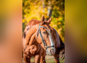 Belgijski koń gorącokrwisty, Wałach, 11 lat, 169 cm, Ciemnokasztanowata