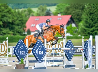 Belgijski koń gorącokrwisty, Wałach, 11 lat, 170 cm, Gniada