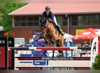 Belgijski koń gorącokrwisty, Wałach, 11 lat, 170 cm, Gniada