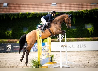 Belgijski koń gorącokrwisty, Wałach, 11 lat, 176 cm, Ciemnogniada
