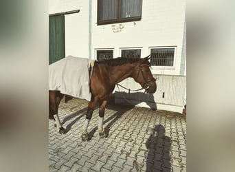 Belgijski koń gorącokrwisty, Wałach, 12 lat, 165 cm, Gniada