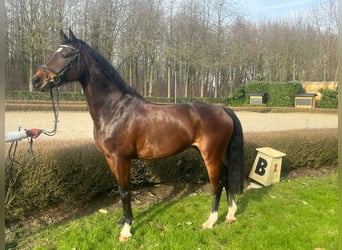 Belgijski koń gorącokrwisty, Wałach, 12 lat, 170 cm, Ciemnogniada