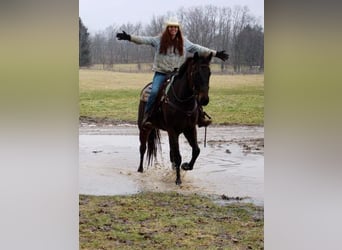 Belgijski koń gorącokrwisty, Wałach, 12 lat, Gniada