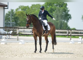 Belgijski koń gorącokrwisty, Wałach, 13 lat, 170 cm, Gniada