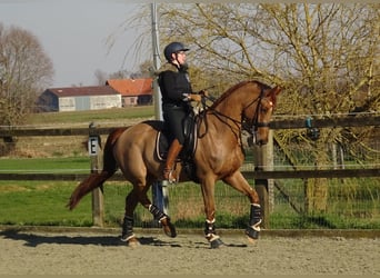 Belgijski koń gorącokrwisty, Wałach, 13 lat, 172 cm, Kasztanowata