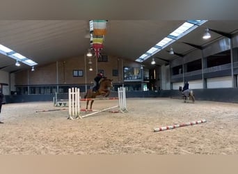 Belgijski koń gorącokrwisty, Wałach, 14 lat, 167 cm, Kasztanowata