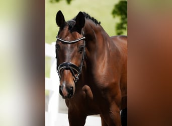 Belgijski koń gorącokrwisty, Wałach, 14 lat, 168 cm, Gniada