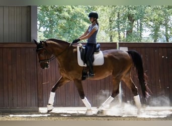 Belgijski koń gorącokrwisty, Wałach, 14 lat, 170 cm, Gniada