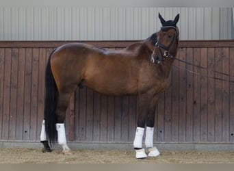 Belgijski koń gorącokrwisty, Wałach, 14 lat, 170 cm, Gniada