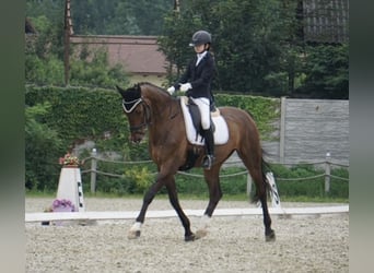 Belgijski koń gorącokrwisty, Wałach, 14 lat, 170 cm, Gniada