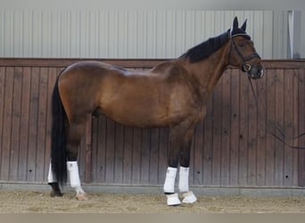 Belgijski koń gorącokrwisty, Wałach, 14 lat, 170 cm, Gniada