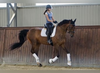 Belgijski koń gorącokrwisty, Wałach, 14 lat, 170 cm, Gniada