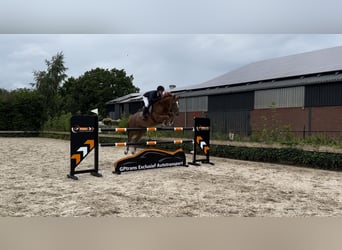 Belgijski koń gorącokrwisty, Wałach, 15 lat, 167 cm, Ciemnokasztanowata