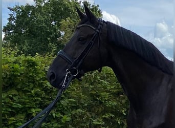 Belgijski koń gorącokrwisty, Wałach, 15 lat, 170 cm, Kara