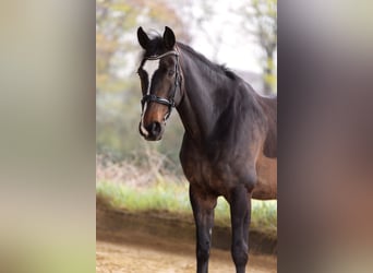 Belgijski koń gorącokrwisty, Wałach, 16 lat, 172 cm, Gniada
