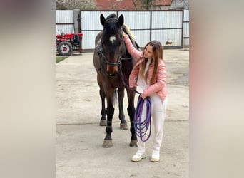 Belgijski koń gorącokrwisty, Wałach, 16 lat, Gniada