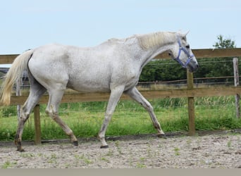 Belgijski koń gorącokrwisty, Wałach, 21 lat, 168 cm, Siwa