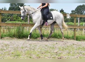 Belgijski koń gorącokrwisty, Wałach, 21 lat, 168 cm, Siwa