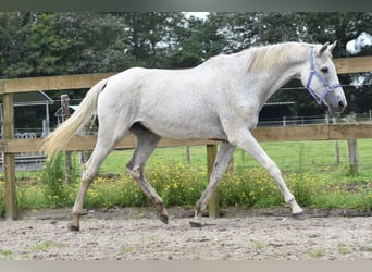 Belgijski koń gorącokrwisty, Wałach, 21 lat, 168 cm, Siwa