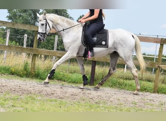 Belgijski koń gorącokrwisty, Wałach, 21 lat, 168 cm, Siwa