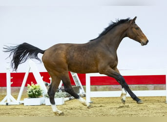 Belgijski koń gorącokrwisty, Wałach, 2 lat, 159 cm, Gniada