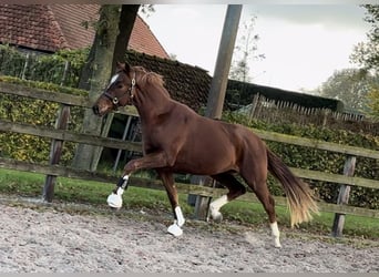 Belgijski koń gorącokrwisty, Wałach, 2 lat, 162 cm, Ciemnokasztanowata