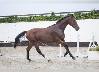 Belgijski koń gorącokrwisty, Wałach, 2 lat, Gniada