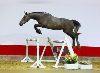 Belgijski koń gorącokrwisty, Wałach, 3 lat, 156 cm, Siwa
