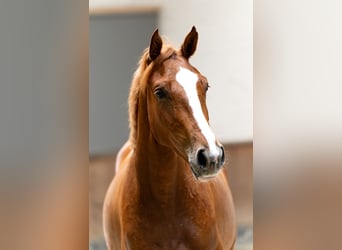 Belgijski koń gorącokrwisty, Wałach, 3 lat, 160 cm, Kasztanowata