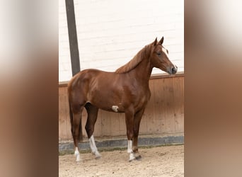 Belgijski koń gorącokrwisty, Wałach, 3 lat, 160 cm, Kasztanowata