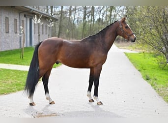 Belgijski koń gorącokrwisty, Wałach, 3 lat, 162 cm, Ciemnogniada