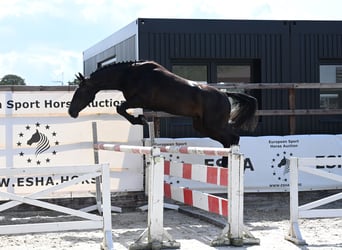 Belgijski koń gorącokrwisty, Wałach, 3 lat, 162 cm, Siwa