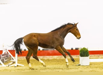 Belgijski koń gorącokrwisty, Wałach, 3 lat, 165 cm, Gniada