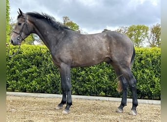 Belgijski koń gorącokrwisty, Wałach, 3 lat, 165 cm, Siwa