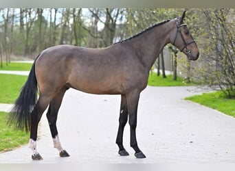 Belgijski koń gorącokrwisty, Wałach, 3 lat, 166 cm, Gniada