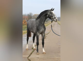Belgijski koń gorącokrwisty, Wałach, 3 lat, 166 cm, Siwa