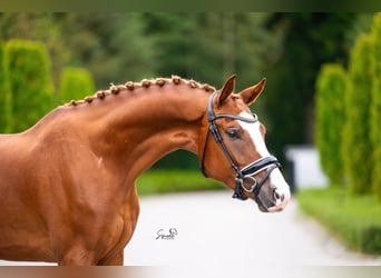 Belgijski koń gorącokrwisty, Wałach, 3 lat, 167 cm, Ciemnokasztanowata