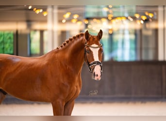 Belgijski koń gorącokrwisty, Wałach, 3 lat, 167 cm, Ciemnokasztanowata