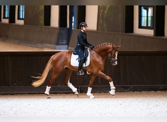 Belgijski koń gorącokrwisty, Wałach, 3 lat, 167 cm, Ciemnokasztanowata