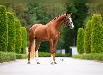 Belgijski koń gorącokrwisty, Wałach, 3 lat, 167 cm, Ciemnokasztanowata