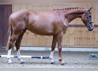 Belgijski koń gorącokrwisty, Wałach, 3 lat, 169 cm, Kasztanowata