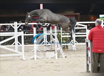 Belgijski koń gorącokrwisty, Wałach, 3 lat, 170 cm, Ciemnogniada