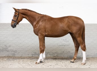 Belgijski koń gorącokrwisty, Wałach, 3 lat, 170 cm, Ciemnokasztanowata