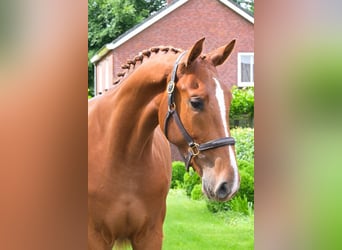 Belgijski koń gorącokrwisty, Wałach, 3 lat, 170 cm, Kasztanowata