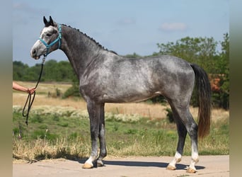 Belgijski koń gorącokrwisty, Wałach, 3 lat, 174 cm, Siwa