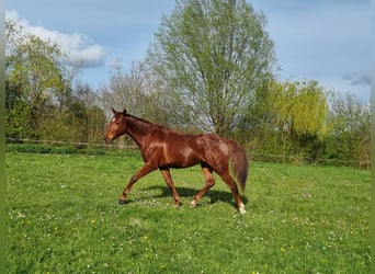 Belgijski koń gorącokrwisty, Wałach, 4 lat, 156 cm, Ciemnokasztanowata