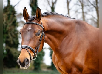 Belgijski koń gorącokrwisty, Wałach, 4 lat, 160 cm, Gniada