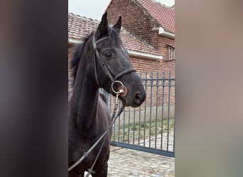 Belgijski koń gorącokrwisty, Wałach, 4 lat, 162 cm, Kara