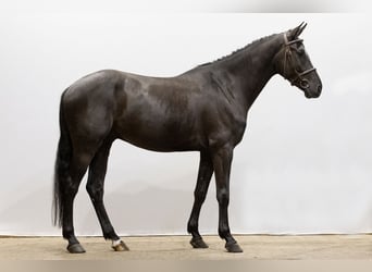 Belgijski koń gorącokrwisty, Wałach, 4 lat, 162 cm, Kara